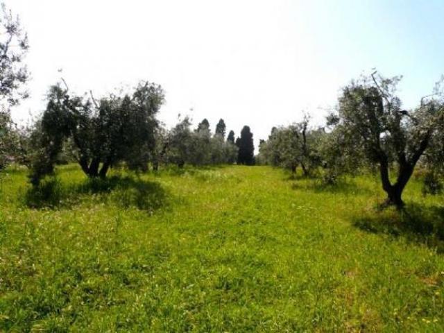 Terreno in vendita a Rosignano Marittimo, Toscana