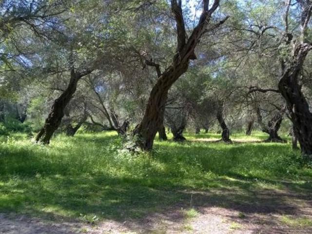 Terreno in vendita a Ascea, Campania