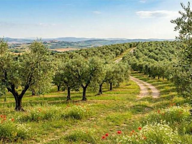 Terreno in vendita a Capannori, Toscana