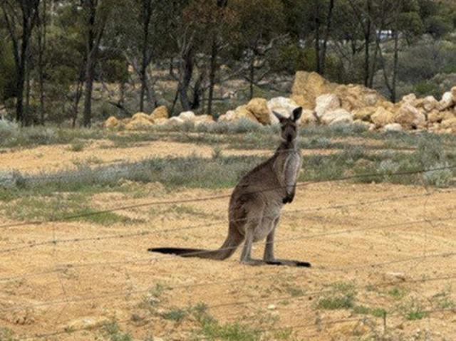 Land for sale in Blanchetown, South Australia