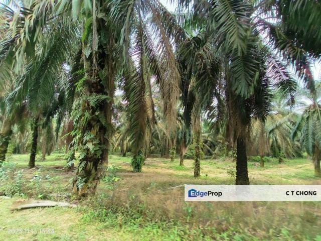 Warehouse for sale in Pekan Nenas, Johor
