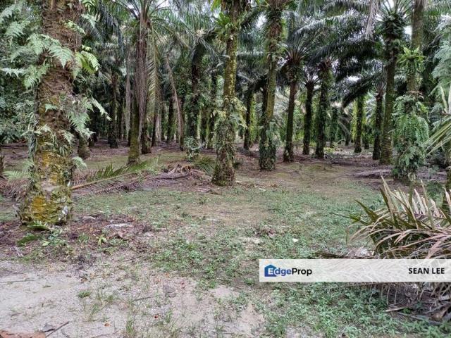 Shop for sale in Pekan Nenas, Johor