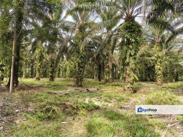 Shop for sale in Pekan Nenas, Johor
