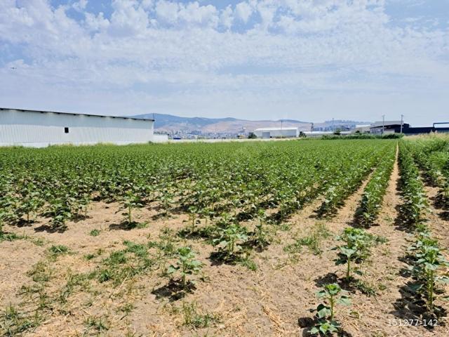 Menemen, İzmir içerisinde satılık Arsa