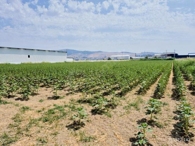 29 Ekim Mahallesi, Menemen içerisinde satılık Arsa