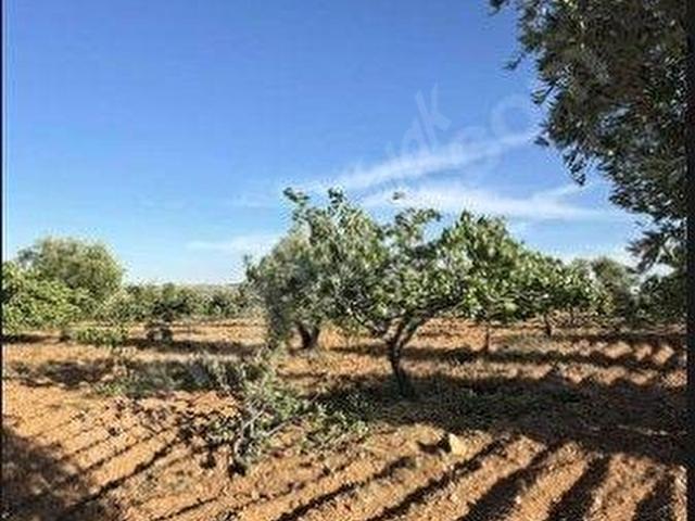 Nizip, Gaziantep içerisinde satılık mülk