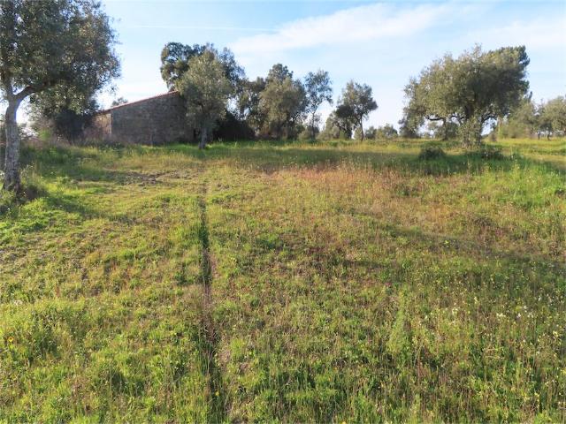 Quinta venda em Bairro do Barrocal, Castelo Branco