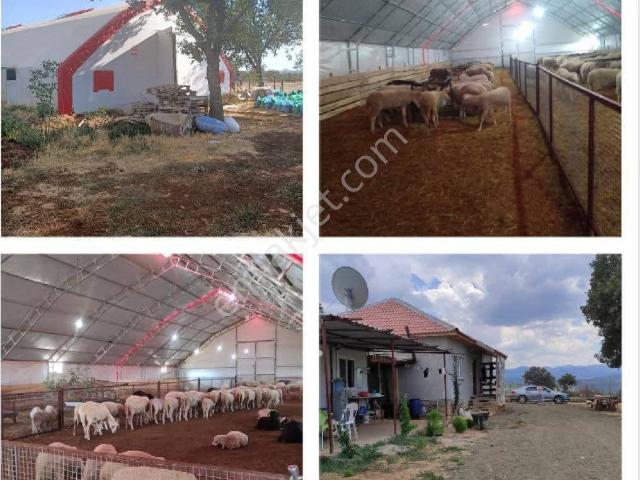 Susuz, Banaz içerisinde satılık Fabrika
