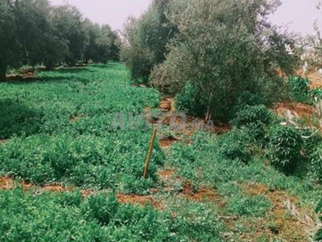 Propriété vente à Fès ⴼⴰⵙ فاس, Préfecture de Fès عمالة فاس