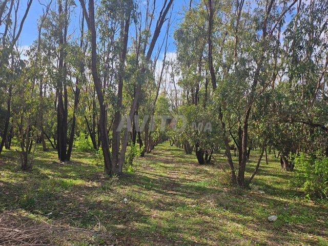 Propriété vente à El Ma, Gharb-Chrarda-Beni Hssen