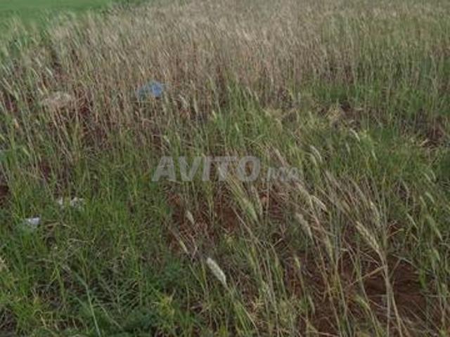 Propriété vente à Mellal