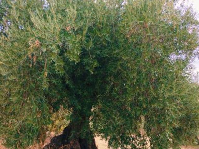 Local Comercial en venta en Quéntar, Granada