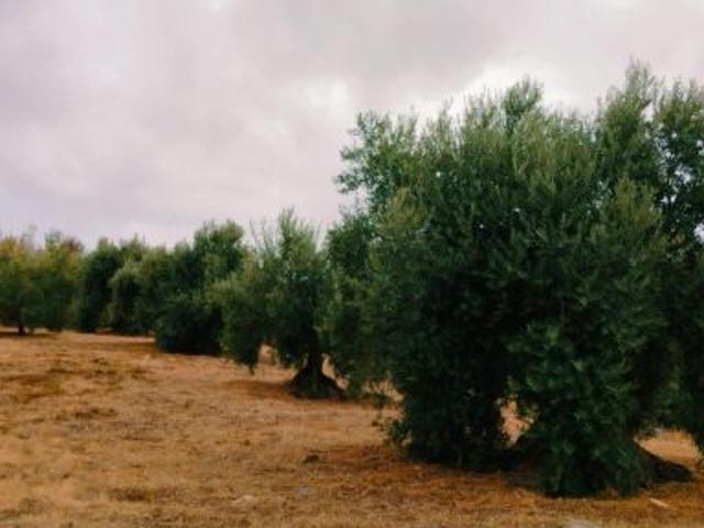Local Comercial en venta en Comarca de la Vega de Granada, Andalucía