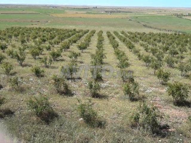 Propriété vente à Khouribga