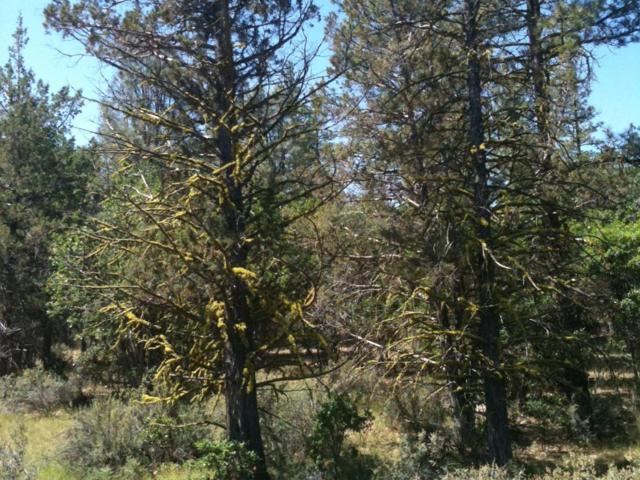 Land for sale in Shasta, California