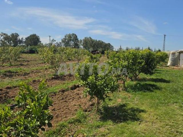 Propriété vente à Rbat