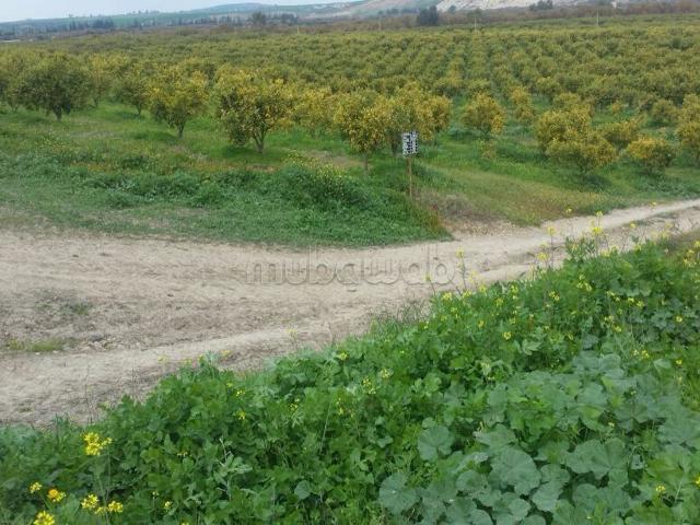 Ferme vente à Taounate