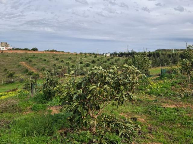 Ferme vente à Assilah, Tanger-Tétouan
