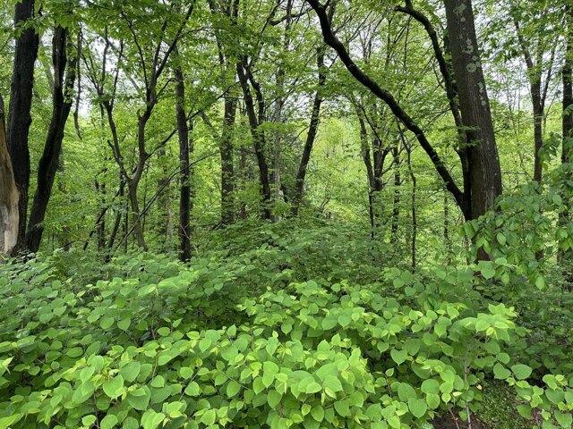 Land for sale in Prospect, Connecticut