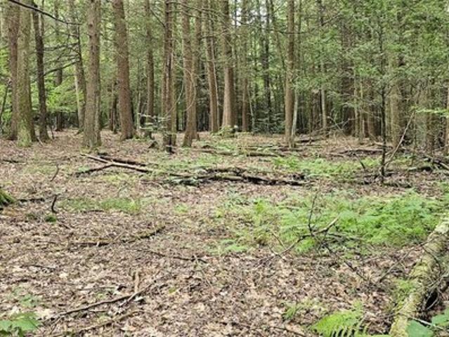 Land for sale in Candor, New York