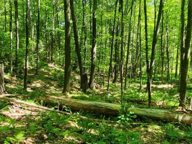 Land for sale in Norwich, Vermont