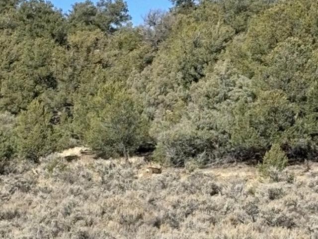 Land for sale in Los Ojos, New Mexico