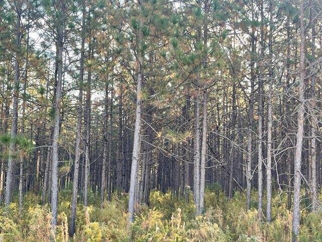 Land for sale in Brookhaven