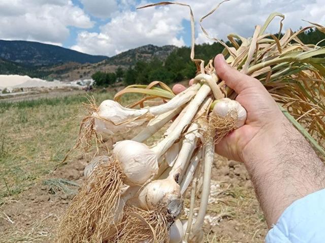 Taşköprü, Kastamonu içerisinde satılık Arsa