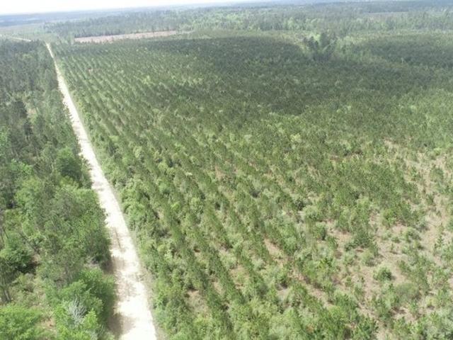 Land for sale in DeQuincy, Calcasieu Parish