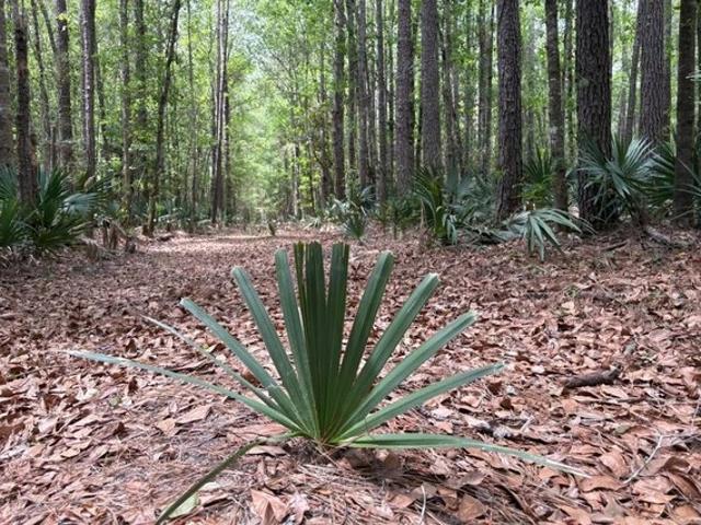Land for sale in Saratoga, Texas