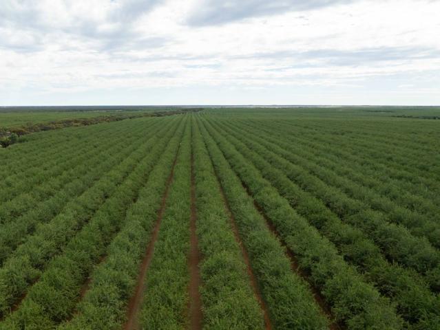 Property for sale in Euston, New South Wales