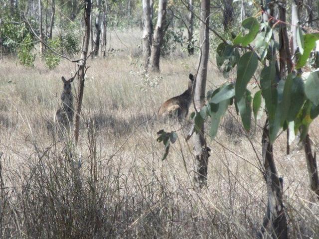 Cottage for sale in Tara, Queensland