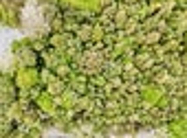 Land for sale in West Coast
