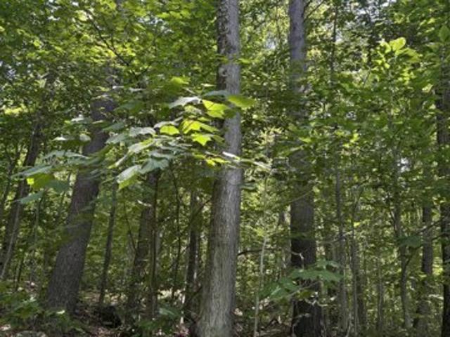 Land for sale in Salisbury, Vermont