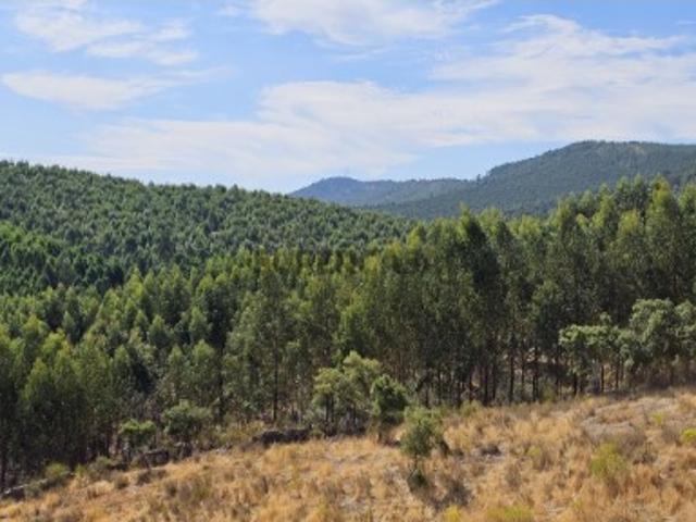 Terreno venda em Nisa, Portalegre
