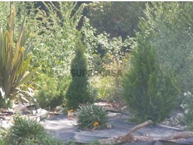 Terreno venda em Coz, Alpedriz e Montes, Alcobaça