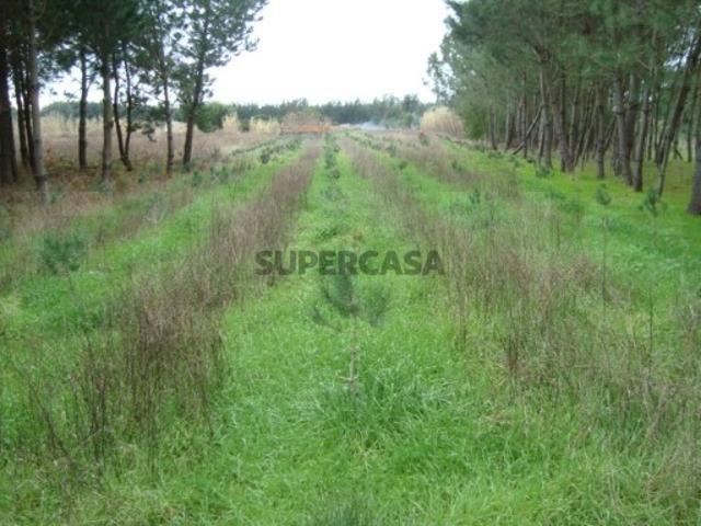 Terreno venda em Mira, Coimbra