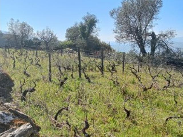 Terreno venda em Peso Da Régua, Vila Real