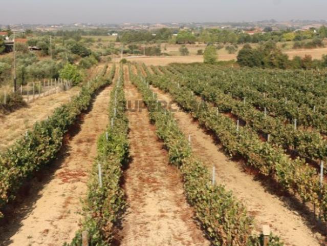Terreno venda em Santarém