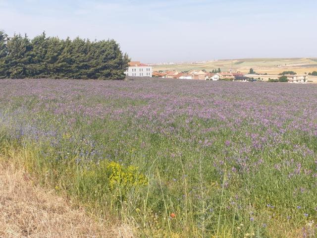 Terreno en venta en Cabrerizos, Casablanca