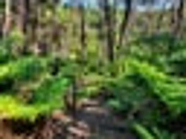 Land for sale in Kawau Island