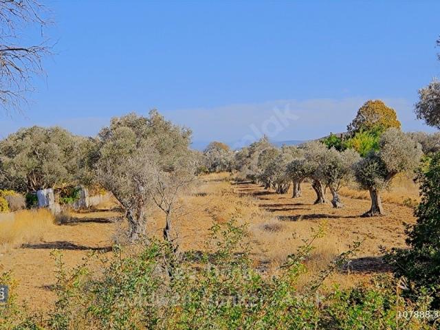 Urla, İzmir içerisinde satılık Arsa