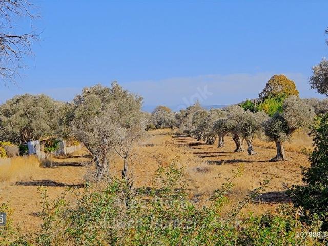 Urla, İzmir içerisinde satılık Arsa