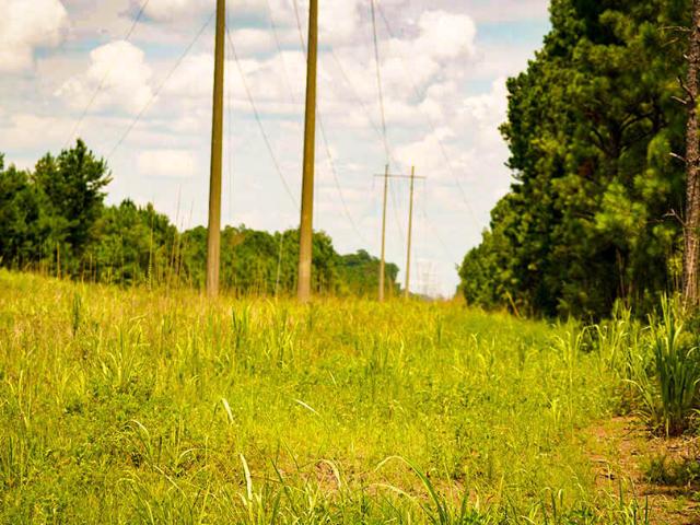 Land for sale in York, Alabama