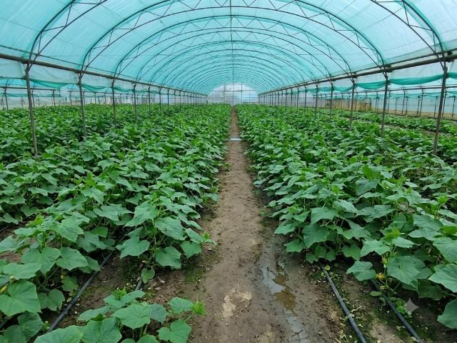 Участок продажа в Усатово, Днепропетровской области