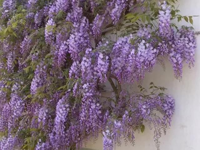 Zimmer til leje i Virum, Brøndby