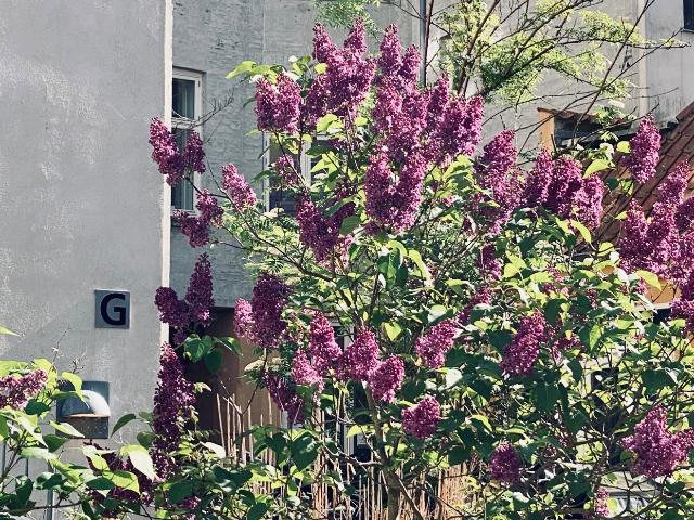 Lejlighed til leje i Østervold, København