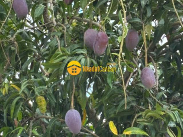 Mặt bằng bán