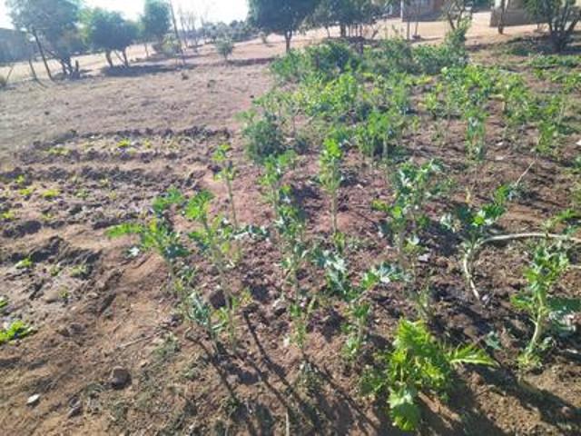 Land for sale in Seshego, Limpopo
