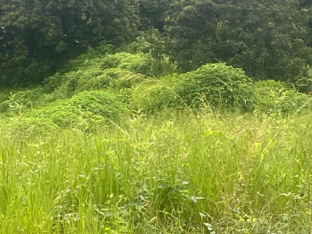 Land for sale in Mopani, Limpopo